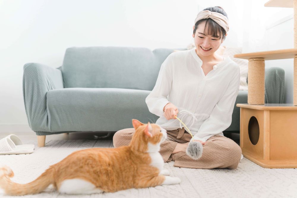 猫の長毛種と女性が先端にもふもふのついた棒で遊んでいる様子