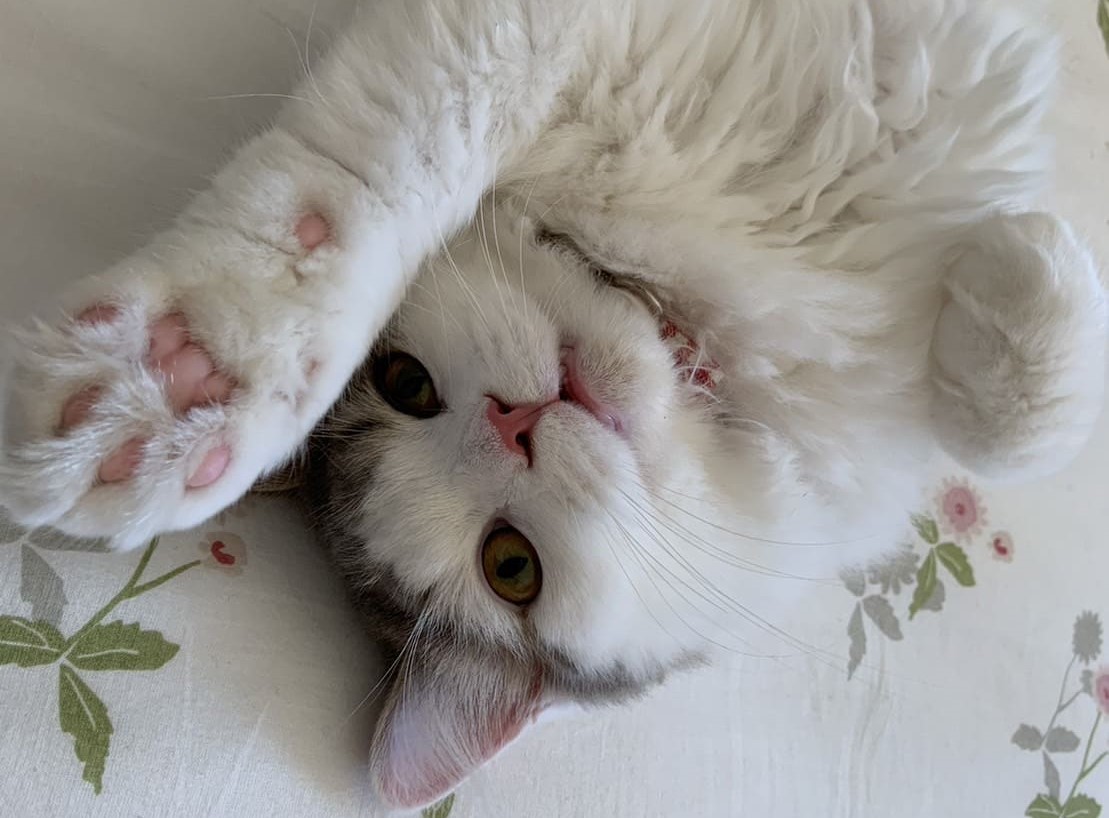 長毛種の白い猫が仰向けになって片手をあげている様子