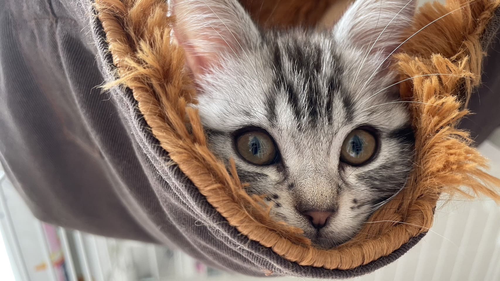 アメリカンショートヘアーがハンモックから顔だけだしてこちらをみている様子