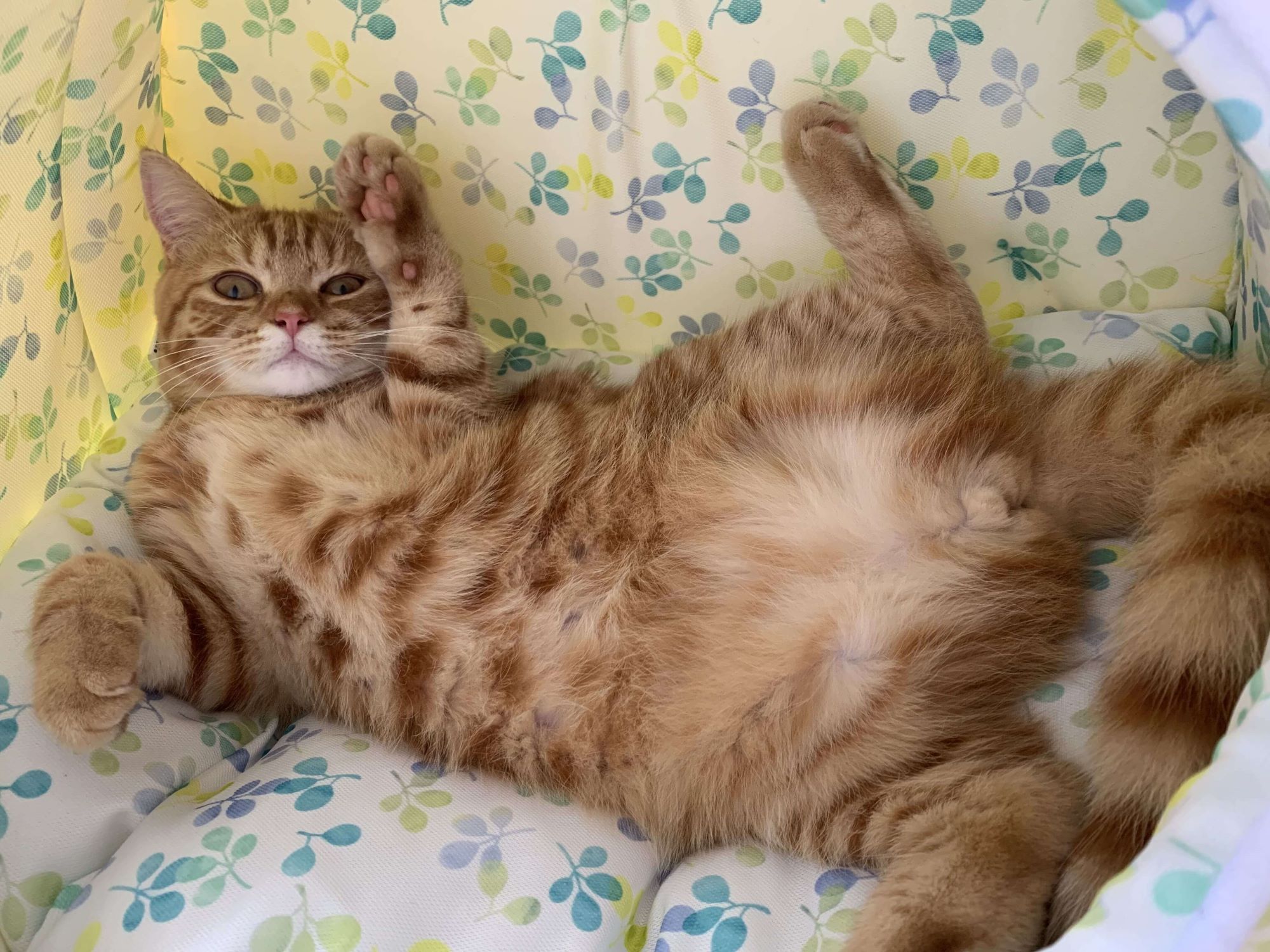 茶トラの猫がペットベッドであおむけになっている様子