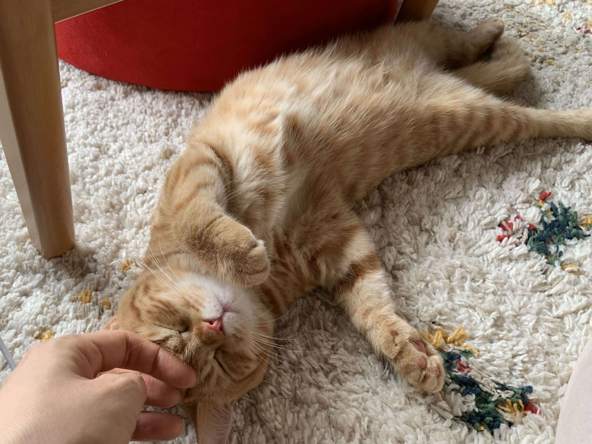 茶トラの子猫があお向けてで寝ているところをなでている様子