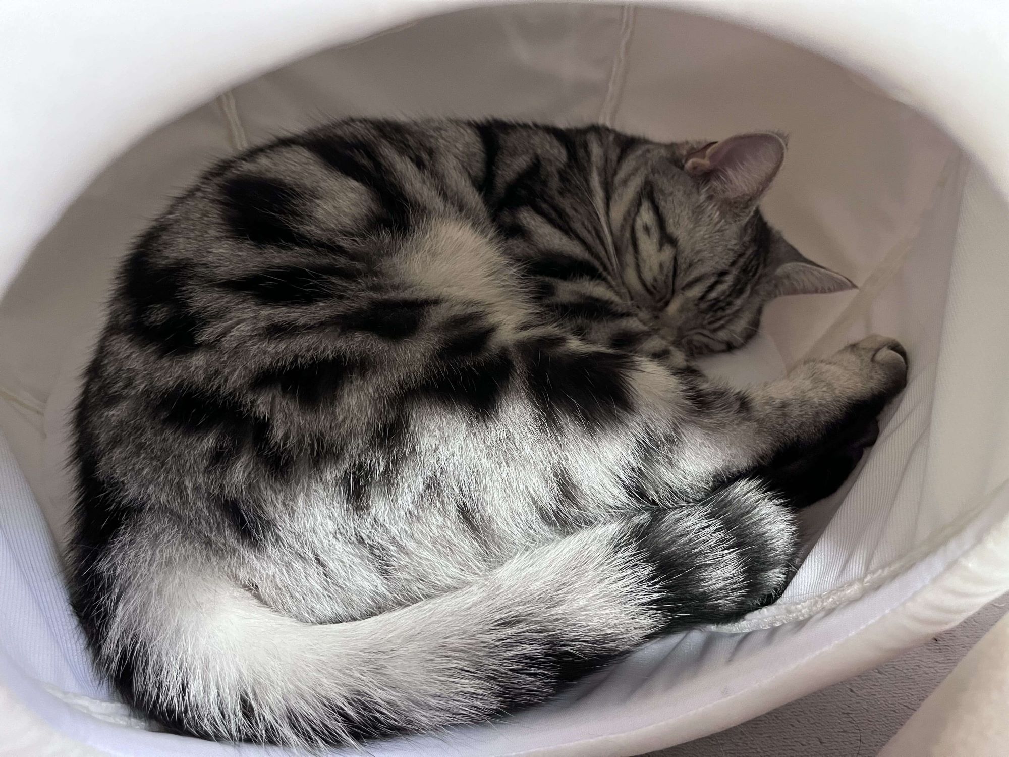 アメリカンショートヘアーがペットベットで丸くなって寝いている様子