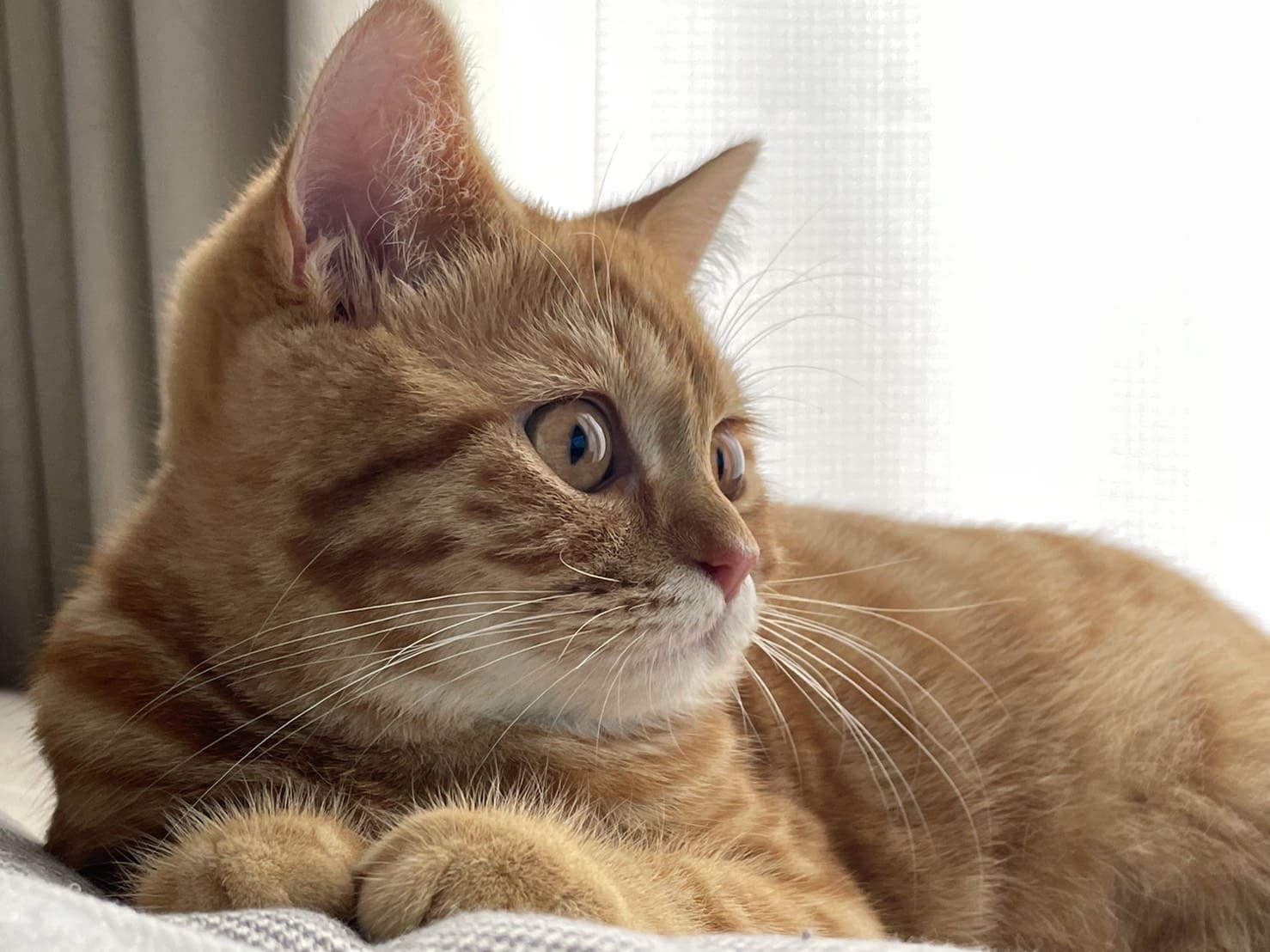 茶トラの猫を近くで撮影した様子