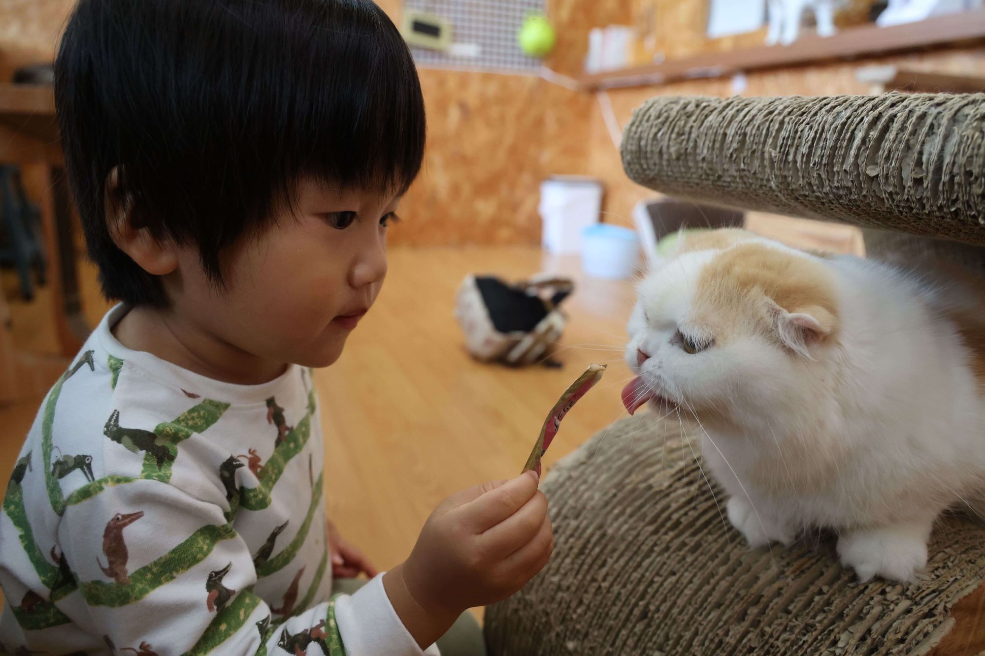 男の子が猫におやつを上げている様子
