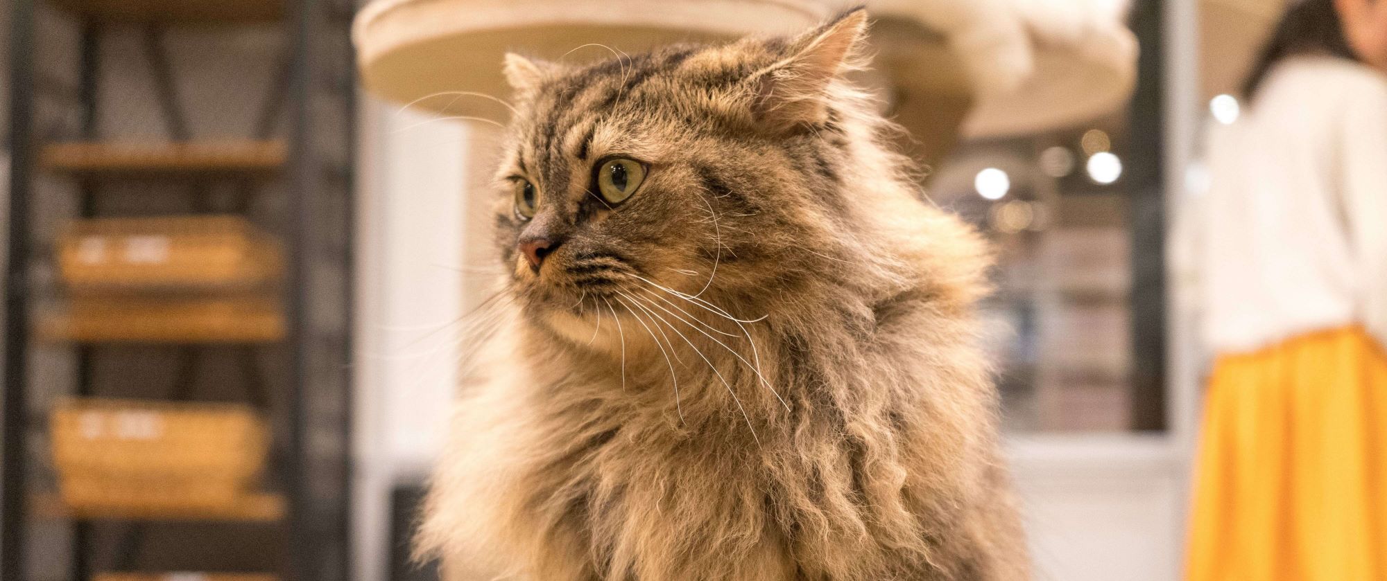 長毛種の猫の顔の写真