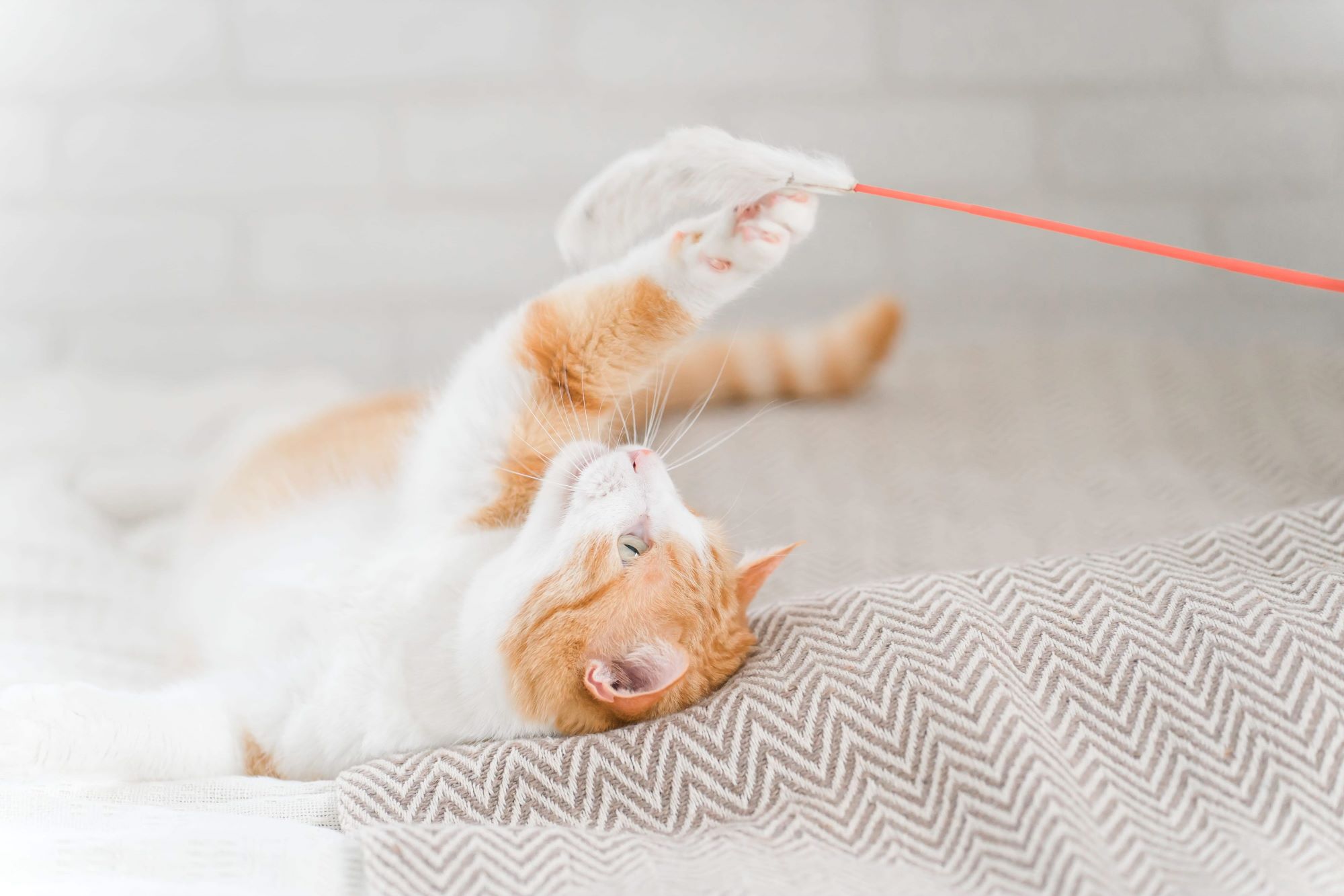 仰向けになった猫と羽根付き棒のおもちゃで遊んでいる様子