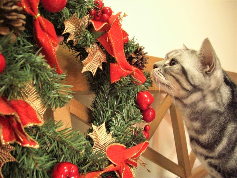 クリスマスのリースに興味深々のアメリカンショートヘアー