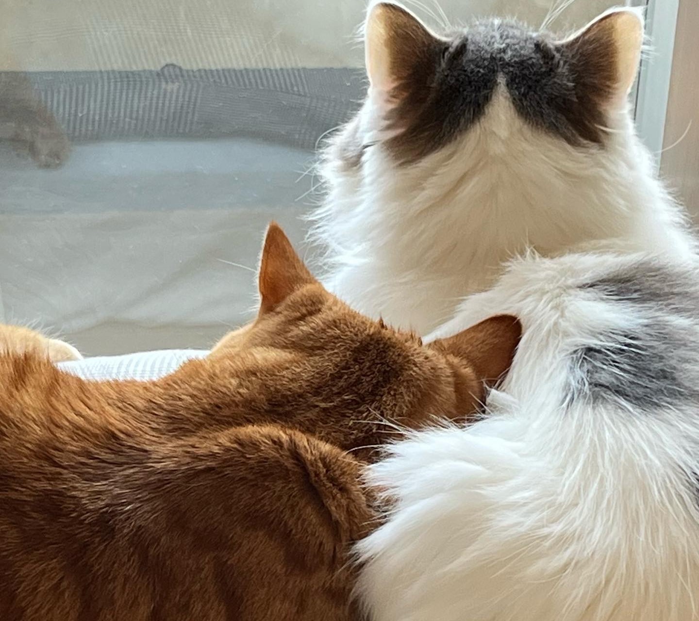 ２匹の猫が寄り添う写真