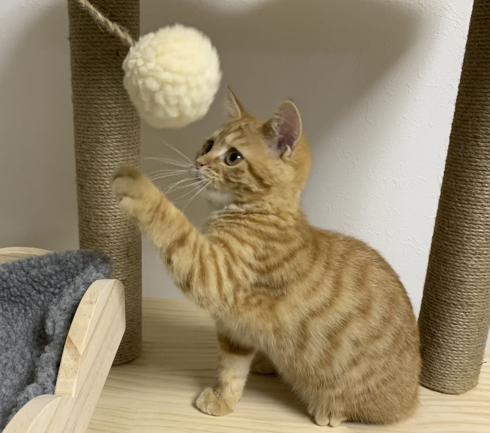 人気猫の茶々がキャットタワーで遊んでいる様子