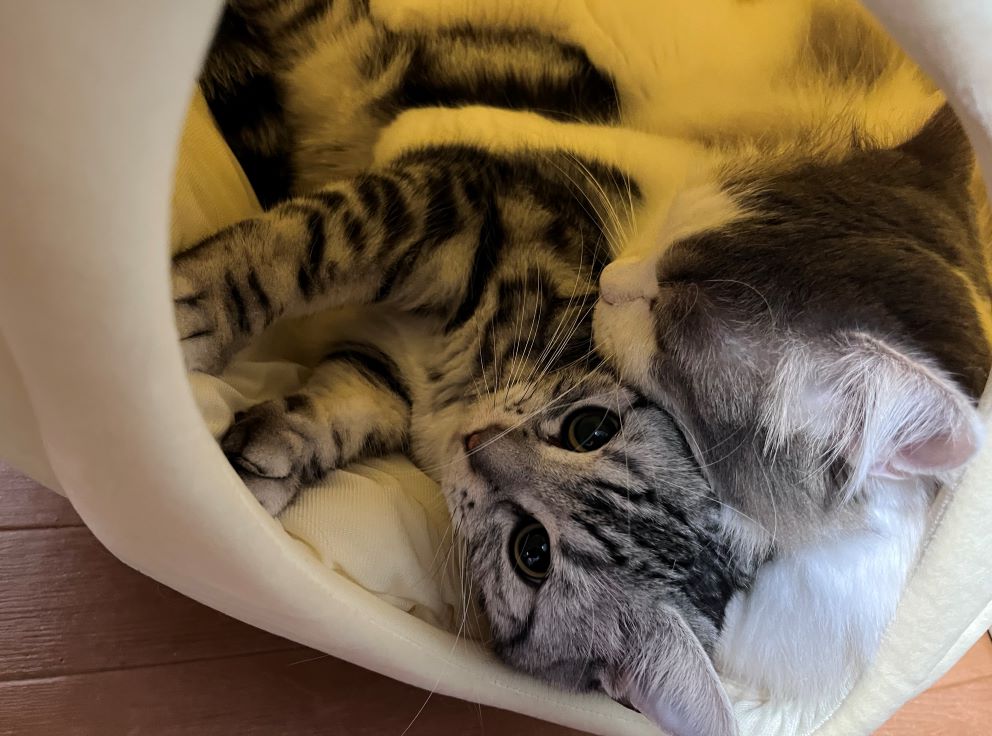 猫たちが隠れ家でくつろいでる様子