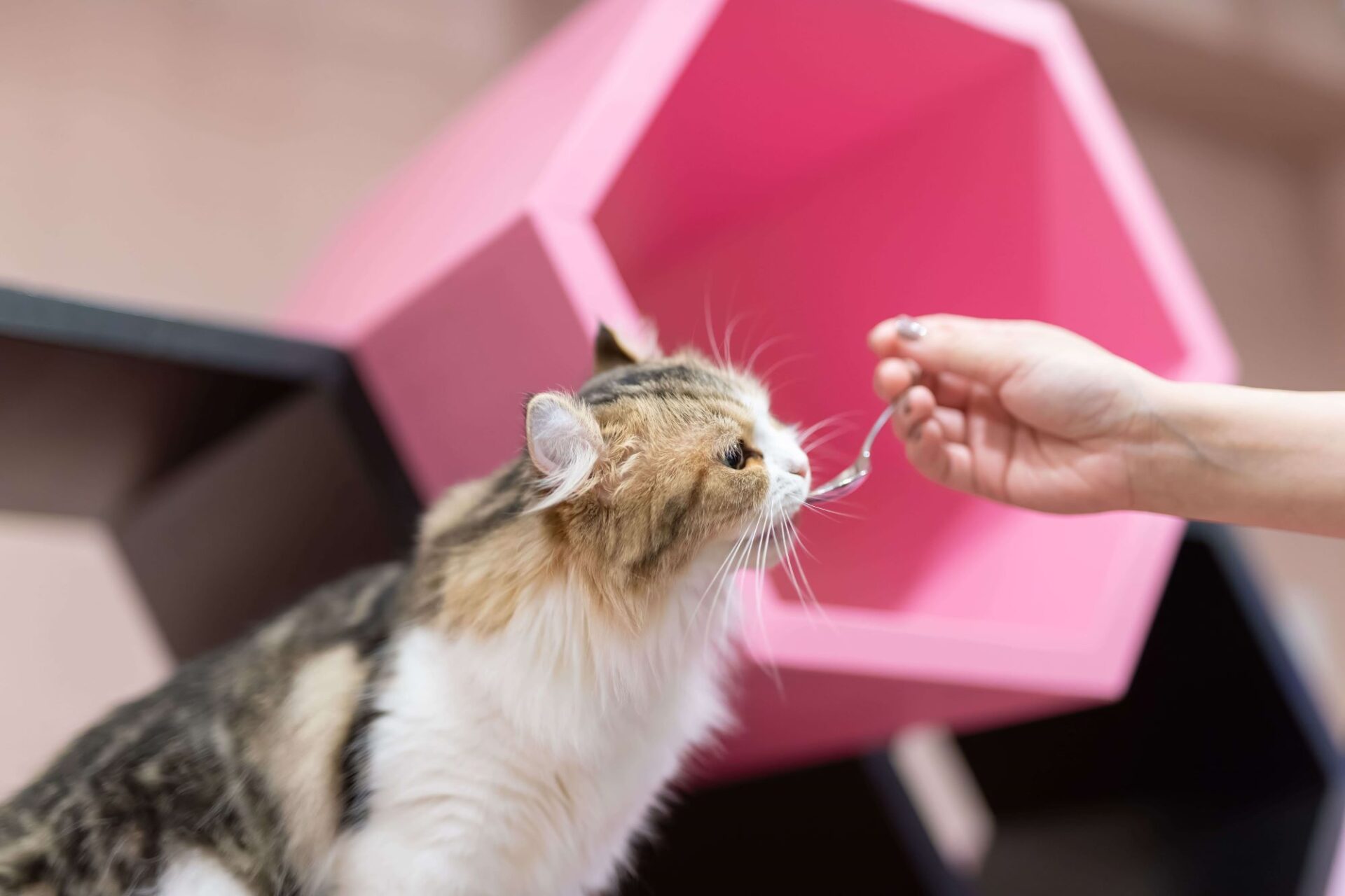 猫にスプーンでごはんをあげているところ